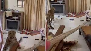 Photo of होटल में घुसा तेंदुआ, वन विभाग ने सुरक्षित निकाला