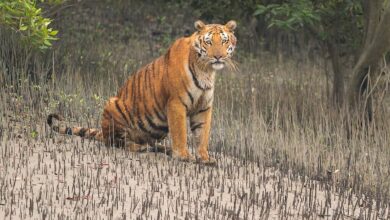 Photo of बाघ को पकड़ने के लिए हनी ट्रैप का सहारा