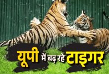 Photo of इंटरनेशनल टाइगर डे : बाघ मित्र पहल सफल रही 