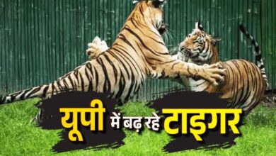 Photo of इंटरनेशनल टाइगर डे : बाघ मित्र पहल सफल रही 